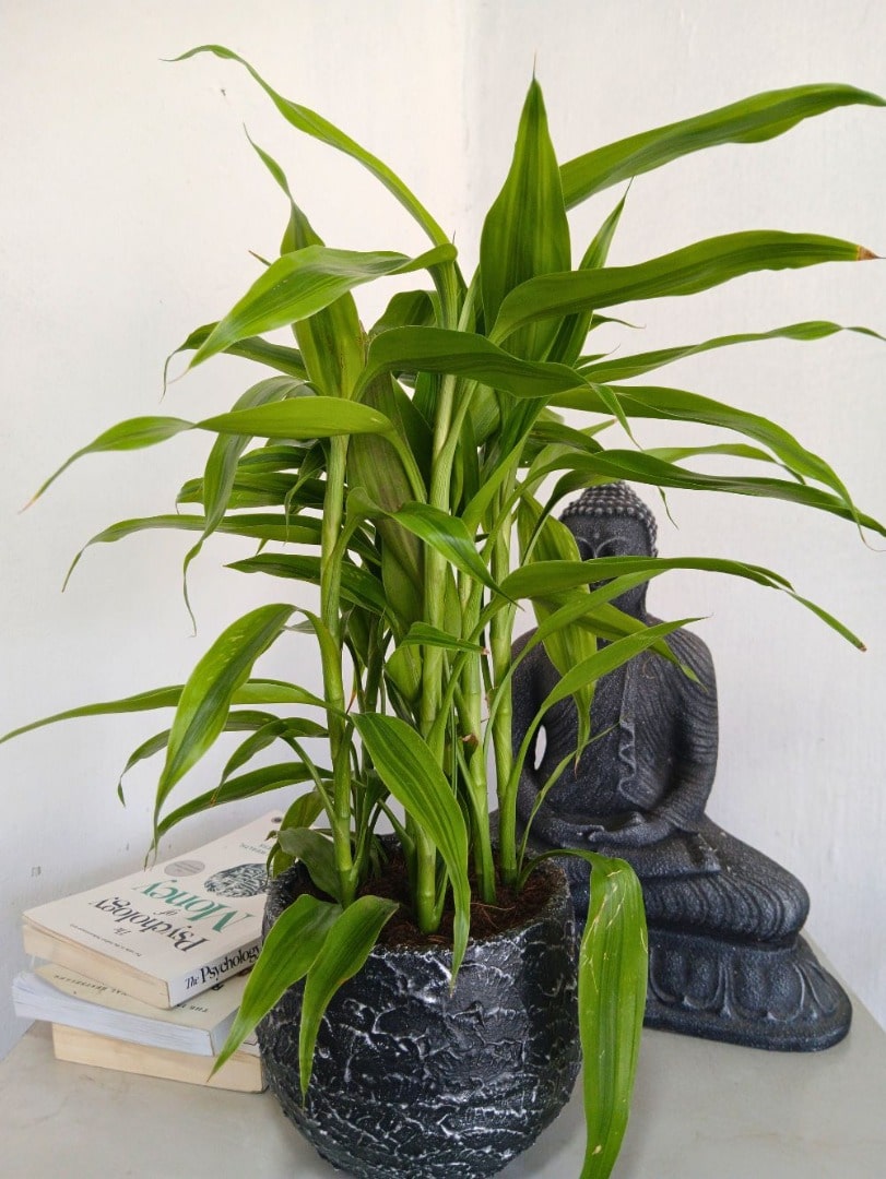Golden Lucky Bamboo plant Sri Lanka buy online