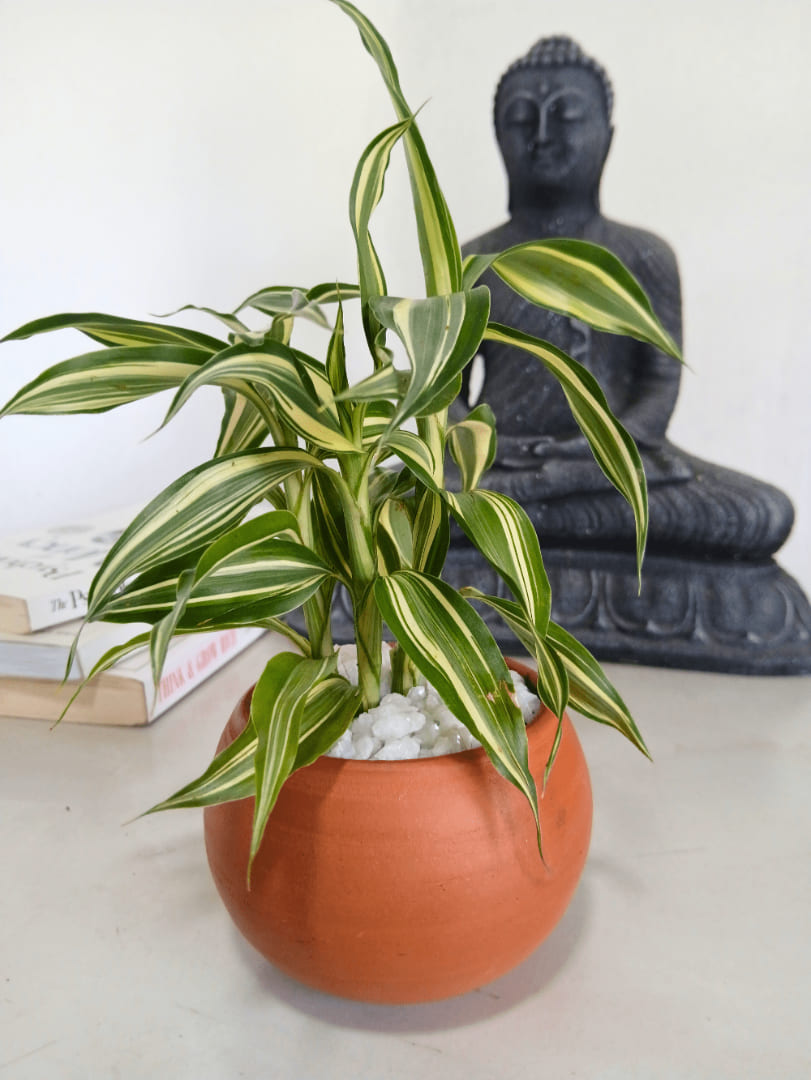 White Strip Bamboo indoor plant Ja-Ela delivery