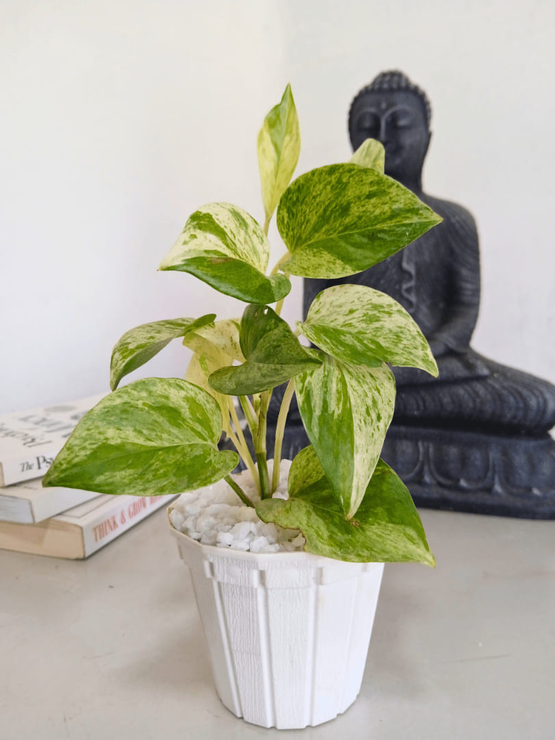 Money Plant trailing vine air purifying Galle