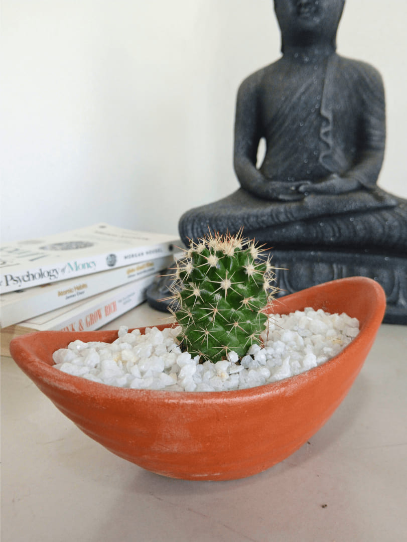 Hardy Cactus indoor plant Sri Lanka Daraz