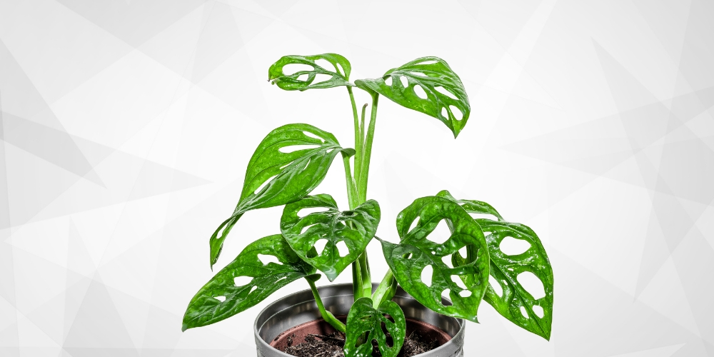 Indoor plant styling