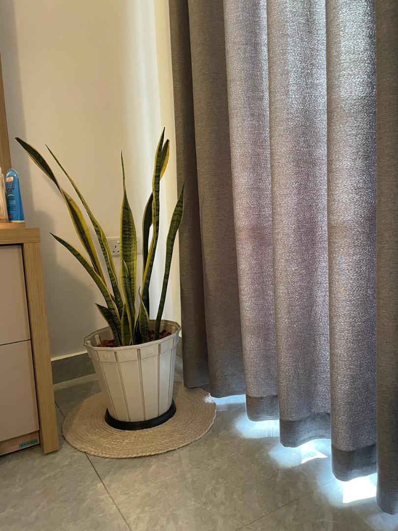 Sri Lankan indoor plant gallery