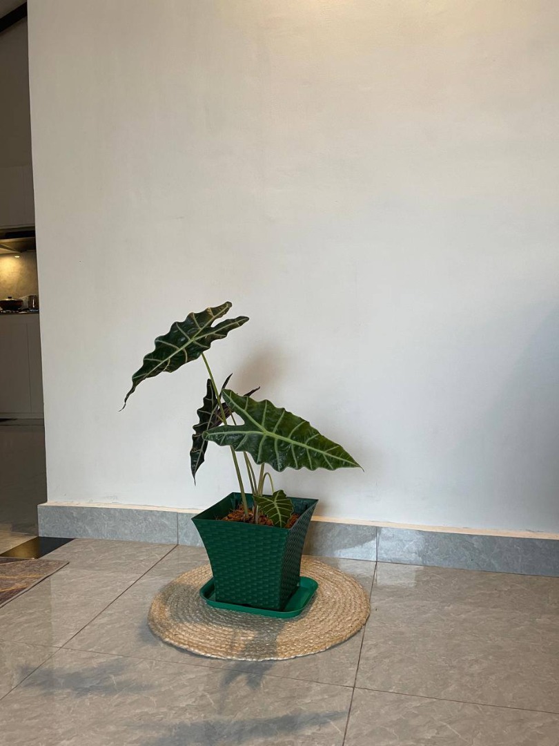 Sri Lankan indoor plant gallery