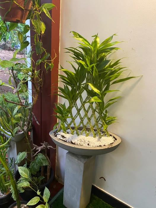 Sri Lankan indoor plant gallery