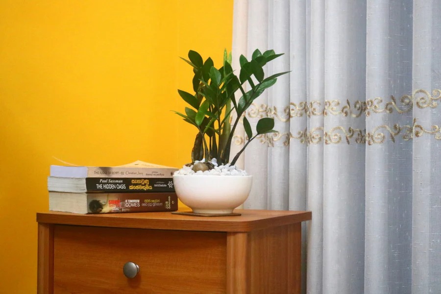 Sri Lankan indoor plant gallery