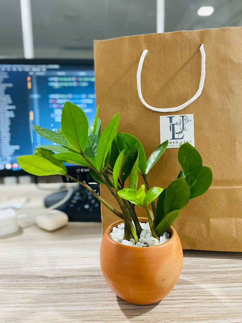 Sri Lankan indoor plant gallery