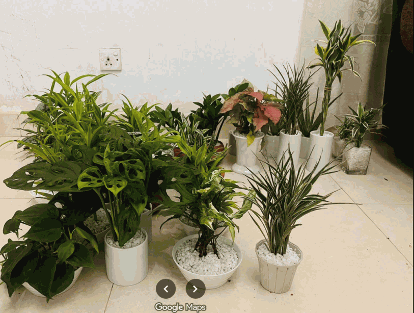 Sri Lankan indoor plant gallery
