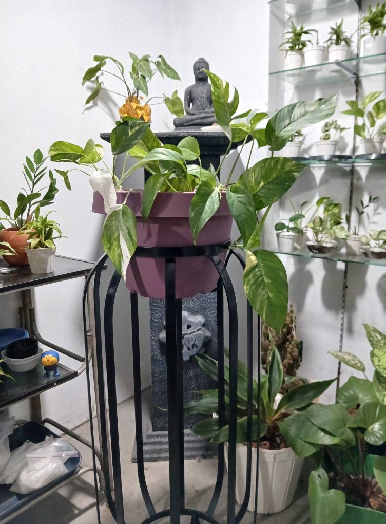 Sri Lankan indoor plant gallery
