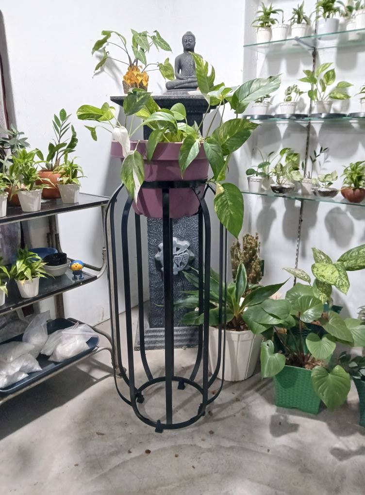 Sri Lankan indoor plant gallery