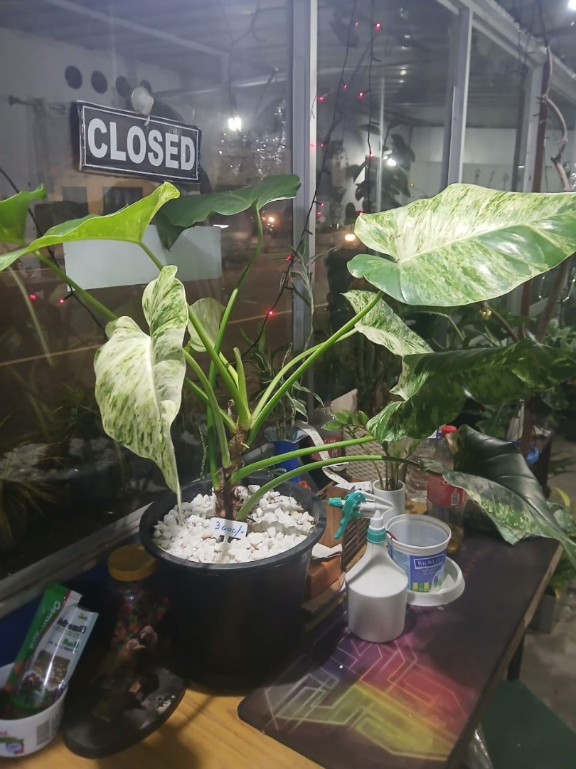 Sri Lankan indoor plant gallery
