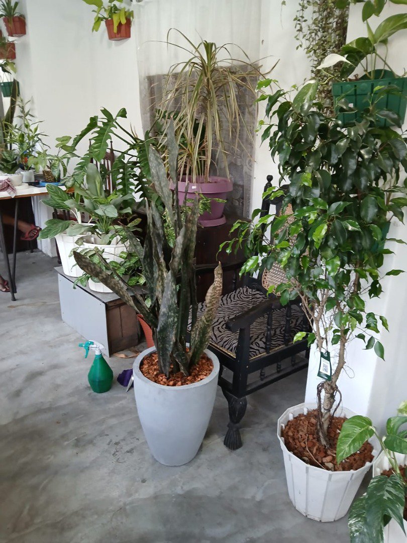 Sri Lankan indoor plant gallery