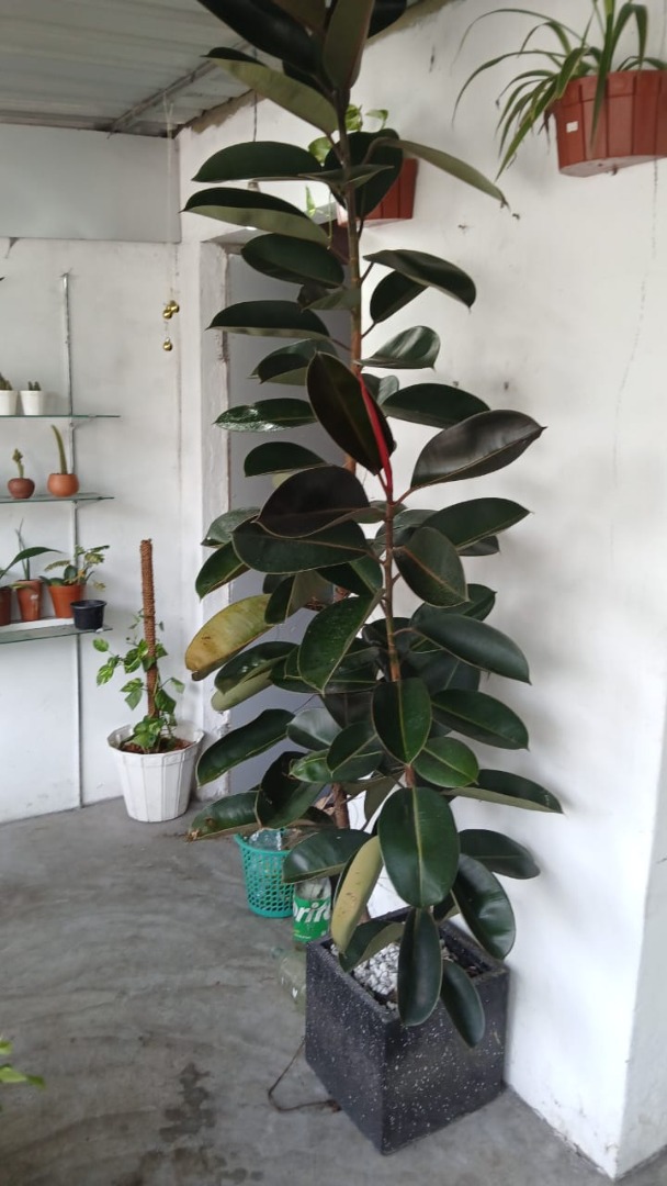 Sri Lankan indoor plant gallery