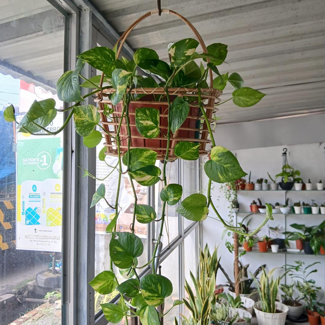 Sri Lankan indoor plant gallery