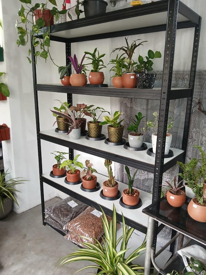Sri Lankan indoor plant gallery