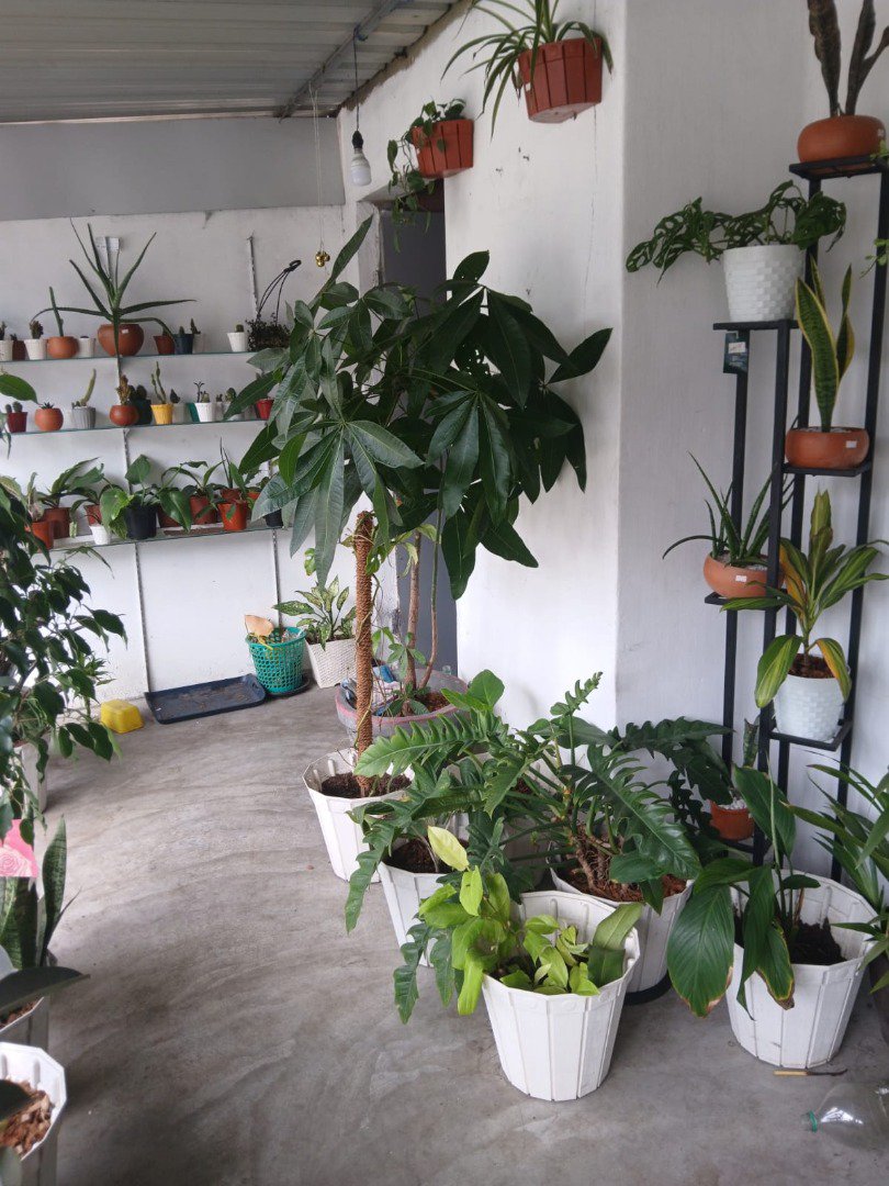 Sri Lankan indoor plant gallery