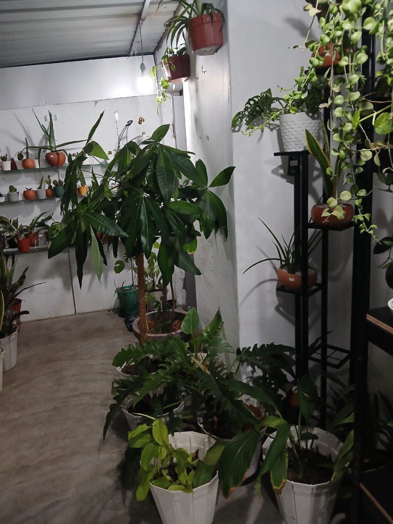 Sri Lankan indoor plant gallery