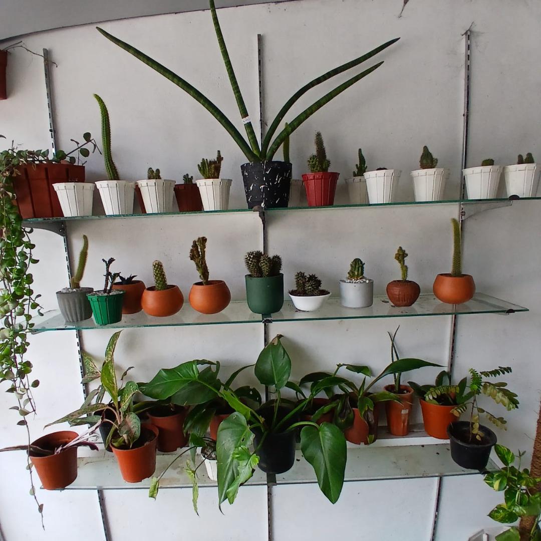 Sri Lankan indoor plant gallery