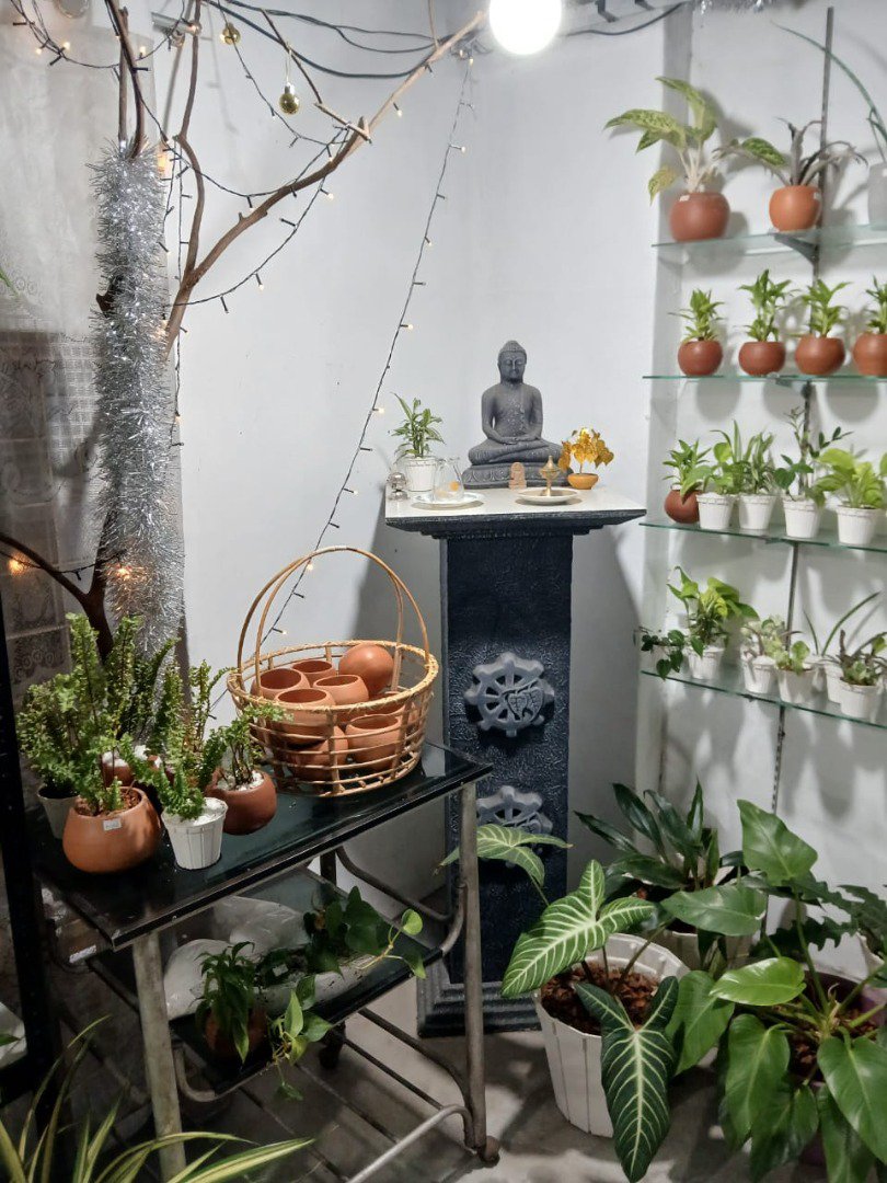 Sri Lankan indoor plant gallery