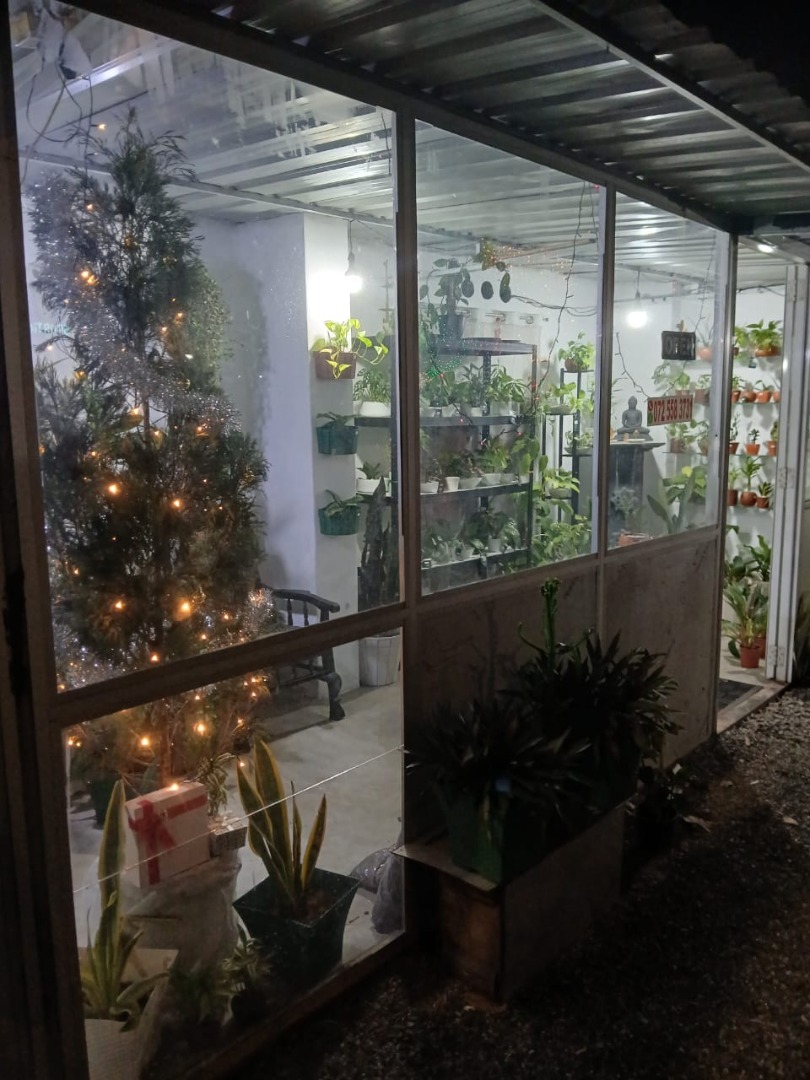 Sri Lankan indoor plant gallery
