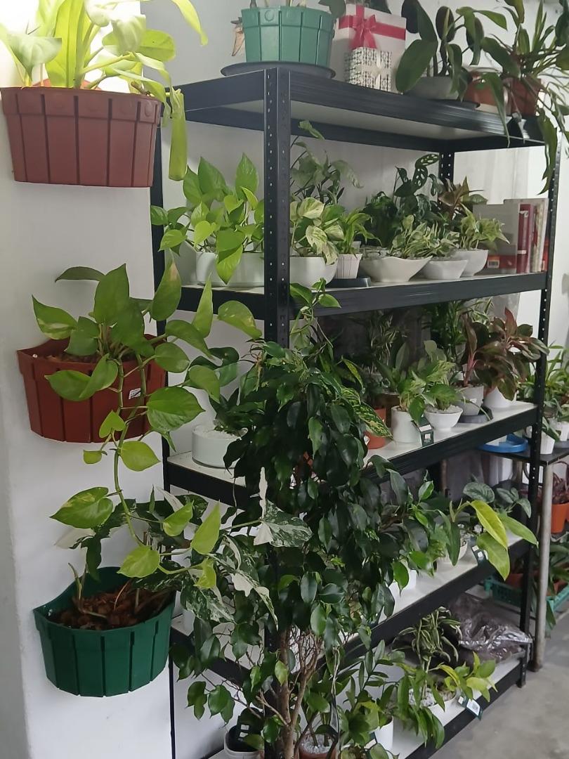 Sri Lankan indoor plant gallery