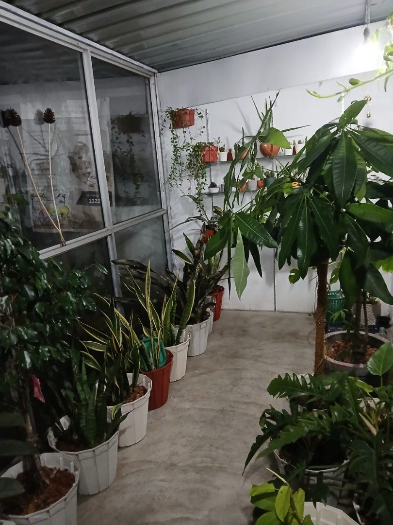 Sri Lankan indoor plant gallery
