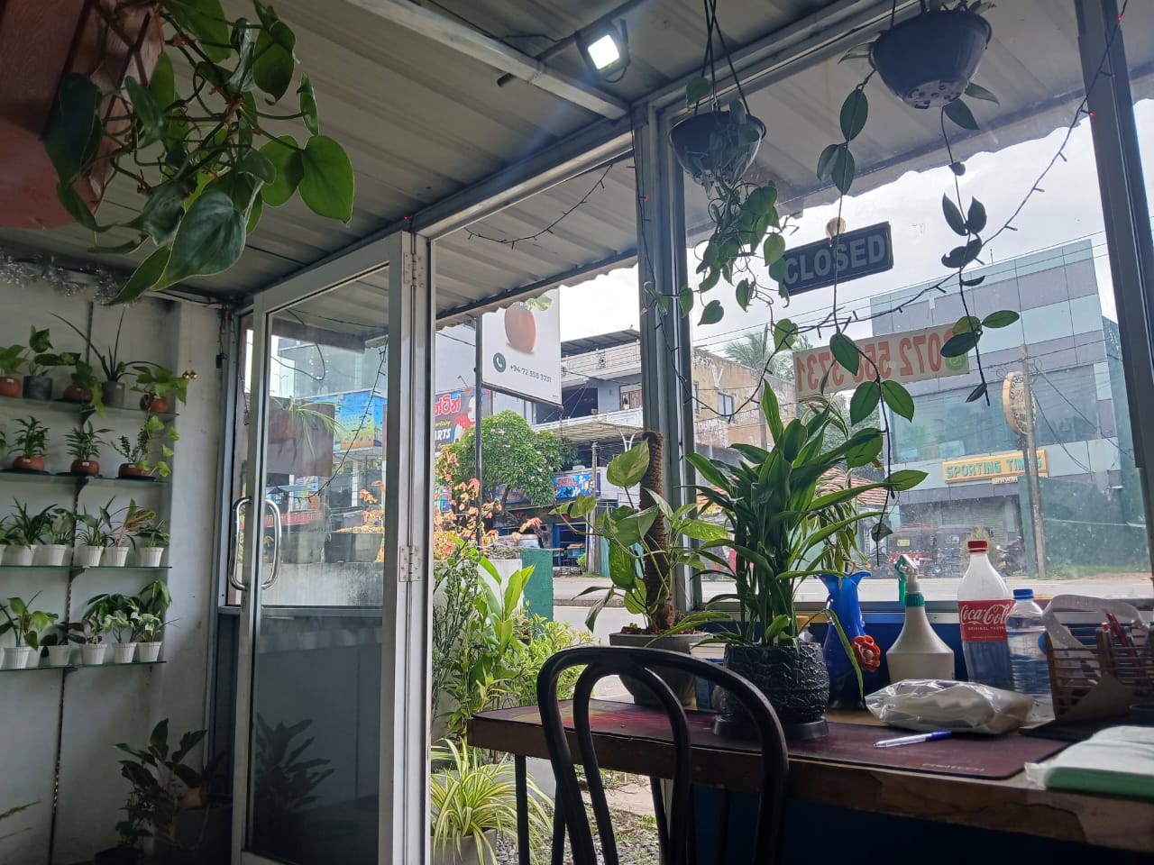 Sri Lankan indoor plant gallery