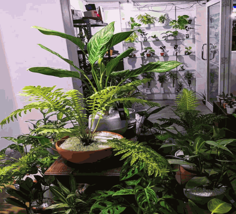Sri Lankan indoor plant gallery
