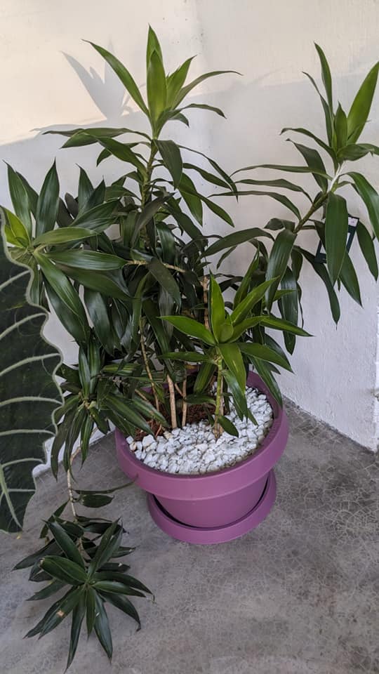 Sri Lankan indoor plant gallery
