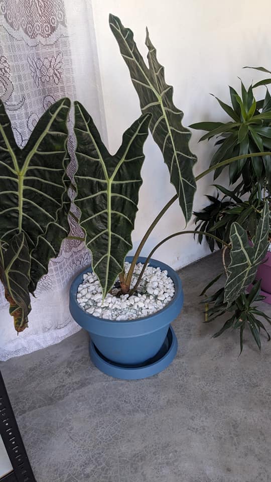 Sri Lankan indoor plant gallery